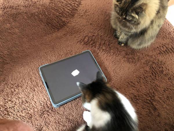 ヤマト運輸がウェブサイト『クロネコみっけ』をオープン！　猫が楽しめるコンテンツもあって？