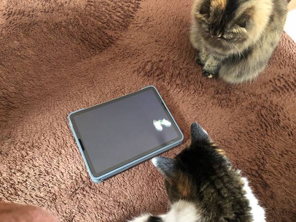 ヤマト運輸がウェブサイト『クロネコみっけ』をオープン！　猫が楽しめるコンテンツもあって？