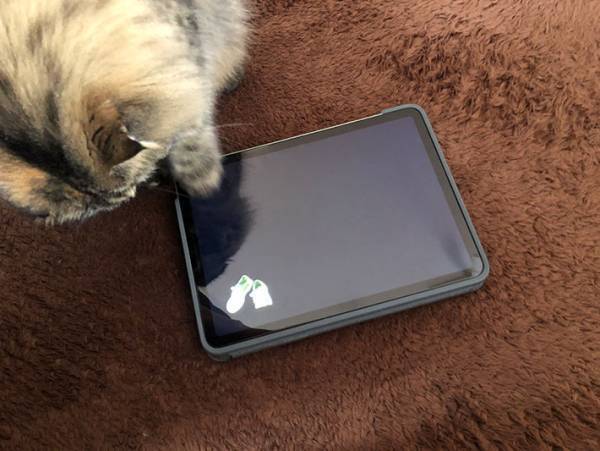 ヤマト運輸がウェブサイト『クロネコみっけ』をオープン！　猫が楽しめるコンテンツもあって？