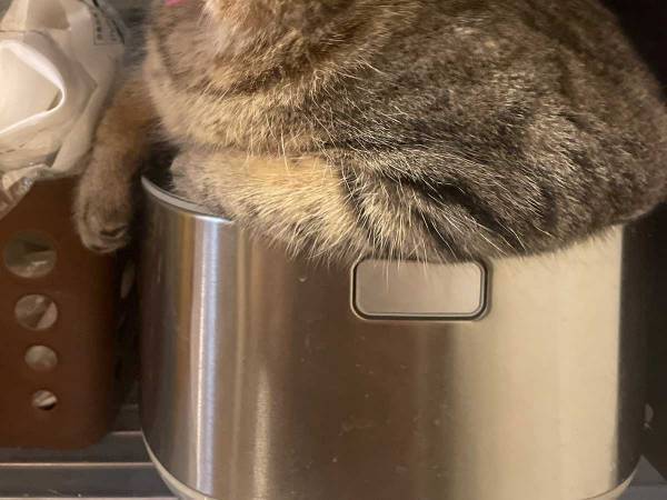 「あの、そこは、ちょっと…」　お猫様がくつろぐ場所に「笑った」「態度がデカいッ！」