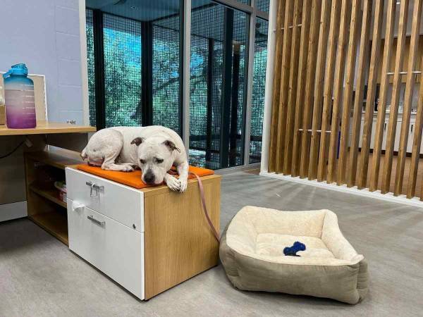 なぜかベッドではなく『机の上』に座る保護犬　実はとても賢い犬だった