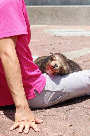 水族館スタッフのことが大好きなんだね！　アシカの表情が全てを物語る