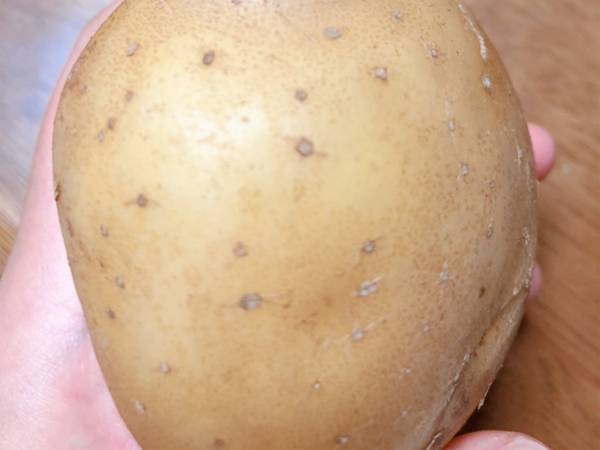 ジャガイモの特徴的な形に「まさか現実世界に来てくれるなんて」