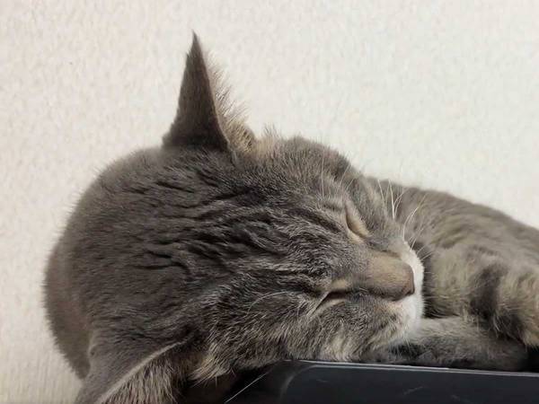 棚の上で眠っていた猫が？　「５秒ですごい展開」「まじで液体」