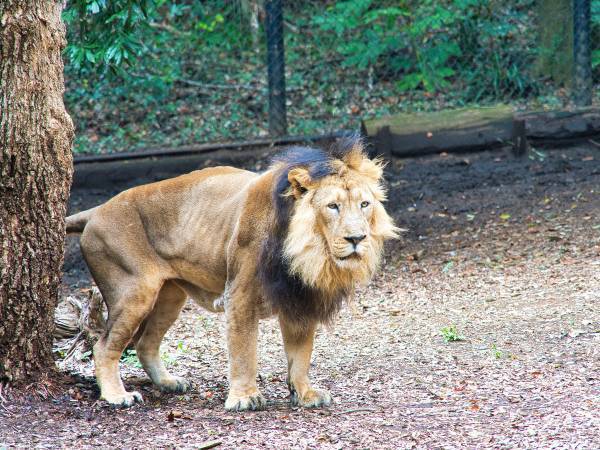 ズーラシアが投稿した１枚にクスッ！　ライオンのメスが、しっぽで…？　「笑った」「ちょっと痛そう」