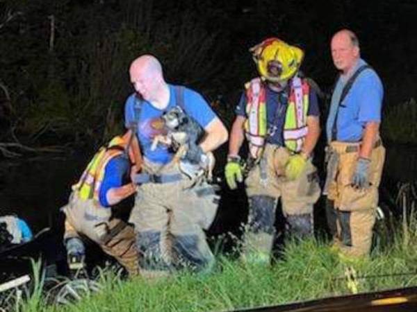 まさに奇跡！　水に落ちた車の中の『ある場所』で２０分間も生き延びた犬