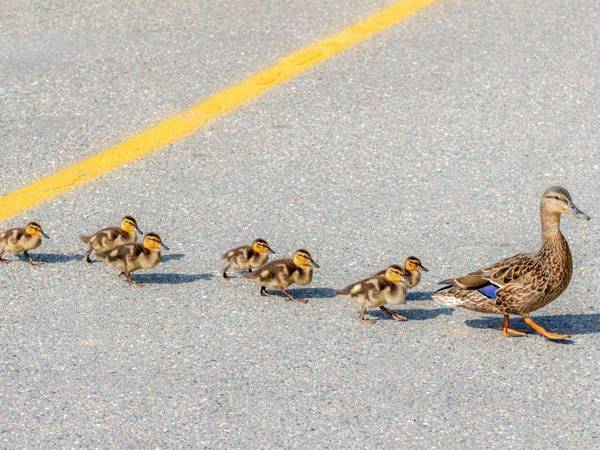 ハラハラする…！　カラスに狙われたカモの親子　母ガモの行動にビックリ