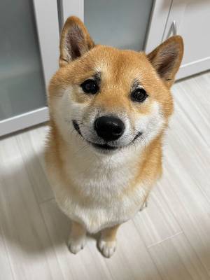 とうもろこしを食べたい柴犬　その表情に「ずるい」