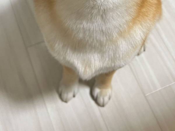とうもろこしを食べたい柴犬　その表情に「ずるい」