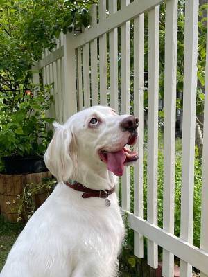 どんな感情！？　ぼーっとしている犬の『顔』を見ると…