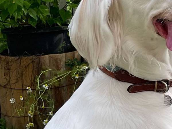 どんな感情！？　ぼーっとしている犬の『顔』を見ると…