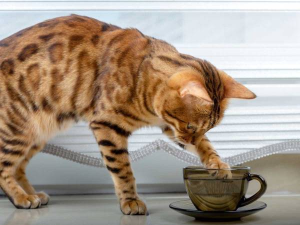 水の入ったコップで遊ぶ子猫　次の瞬間、飼い主が吹き出したワケは？