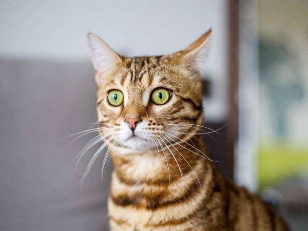 クマが庭にやってきた！　猫のリアクションに「面白い」「大笑いした」