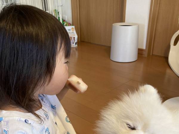 犬に見守られながら、『ガリガリ君』を初めて食べた３歳　棒を見たら？
