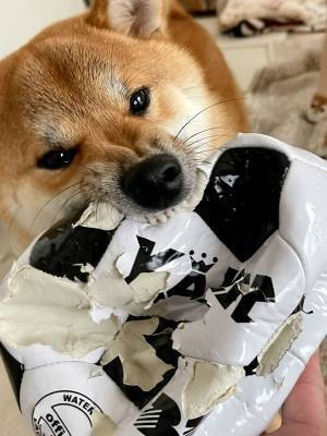 「今日買ってきたサッカーボール」　柴犬に渡した直後、あーーーーっ！