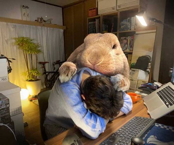 『巨大ウサギ』との生活を叶えたInstagramが話題　「うらやましい」「夢に見たやつ」