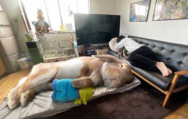 『巨大ウサギ』との生活を叶えたInstagramが話題　「うらやましい」「夢に見たやつ」