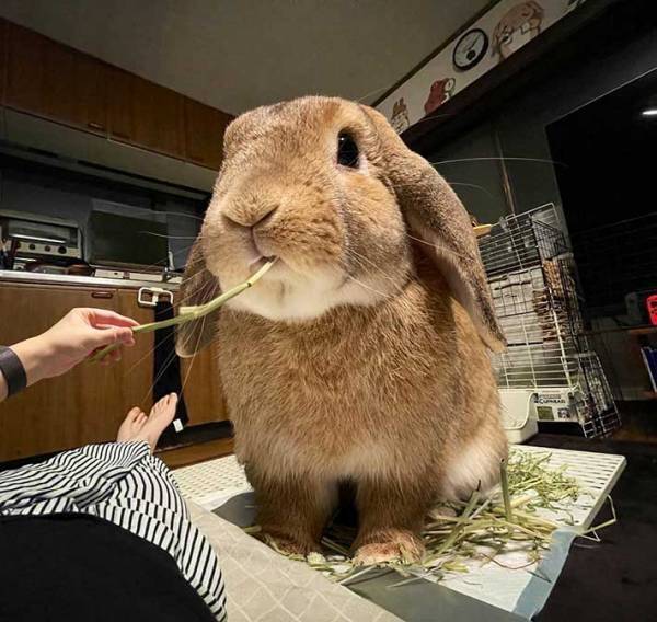 『巨大ウサギ』との生活を叶えたInstagramが話題　「うらやましい」「夢に見たやつ」