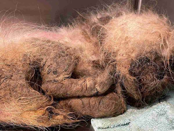 動物保護施設に投げ入れられた犬の姿に衝撃　「言葉が出ない」「涙が出る」