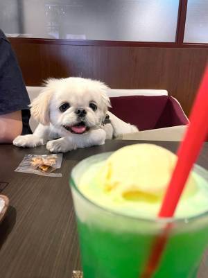 目をキラキラ輝かせる愛犬　視線の先には？　「コレはあげたくなっちゃう」「かわいすぎ」