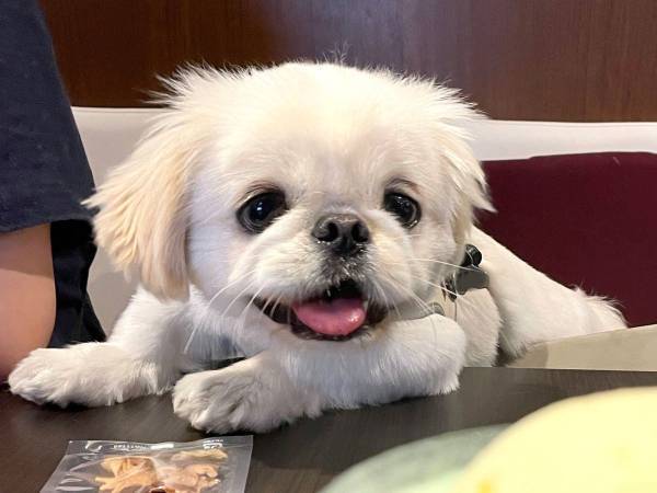 目をキラキラ輝かせる愛犬　視線の先には？　「コレはあげたくなっちゃう」「かわいすぎ」