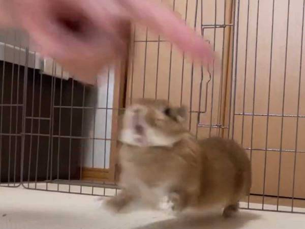 「待て！」に応じるウサギ　飼い主が「よし！」と指示すると…？