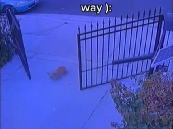 犬好きの女性の家の前に現れた、見知らぬ犬　門を開けてあげると…？