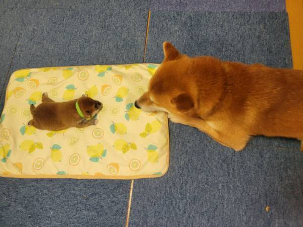 １匹の犬が見守っていたのは…　「言葉にできないくらいかわいい」