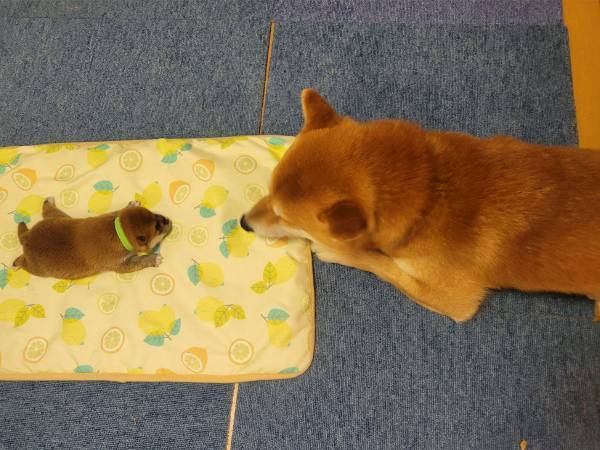 １匹の犬が見守っていたのは…　「言葉にできないくらいかわいい」
