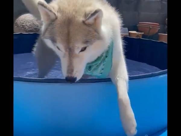 プールで涼んでいた犬　オチに「分かるぞ…！」「猛暑じゃ仕方ない」