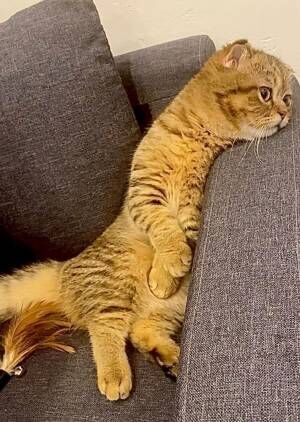 ソファの上でくつろぐ猫の姿に「もはや宇宙人…！」