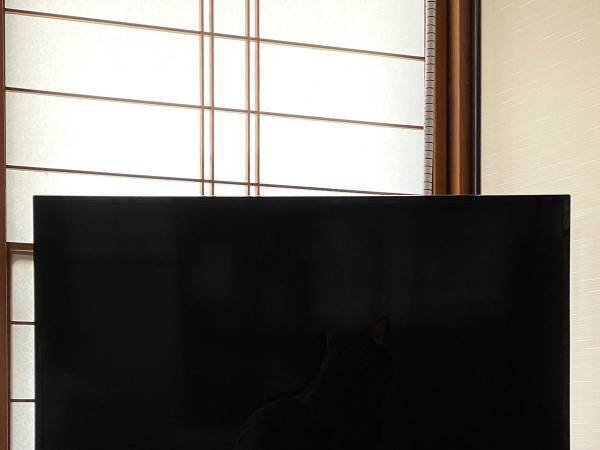 「どこ？」「２枚目でやっと分かった」　朝の猫を撮影した写真に驚く声