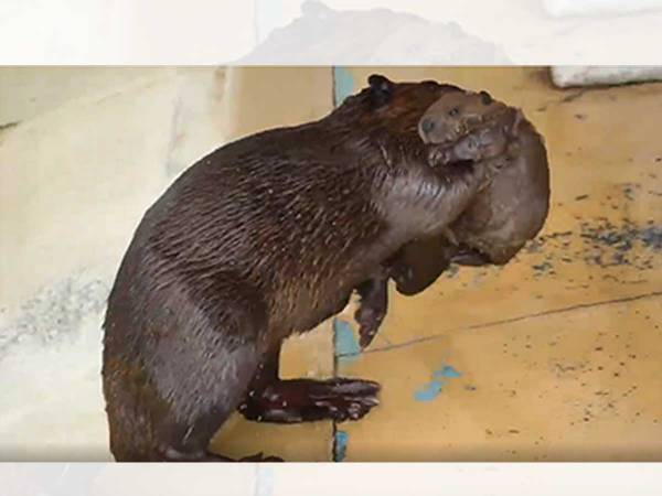 プールで泳ぎたい赤ちゃんビーバー　その後の展開に「人間みたい」「どこも親は大変ね」
