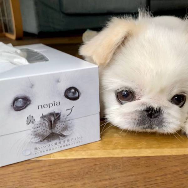 『鼻セレブ』のアザラシそっくりなペキニーズ　そんなわけが…と思いきや、本当だ！