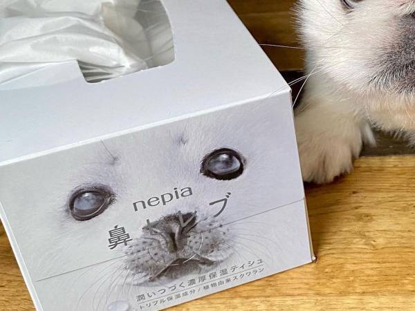 『鼻セレブ』のアザラシそっくりなペキニーズ　そんなわけが…と思いきや、本当だ！