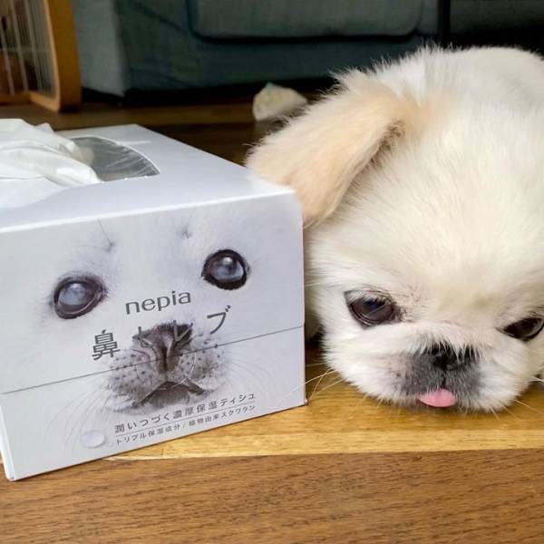 『鼻セレブ』のアザラシそっくりなペキニーズ　そんなわけが…と思いきや、本当だ！