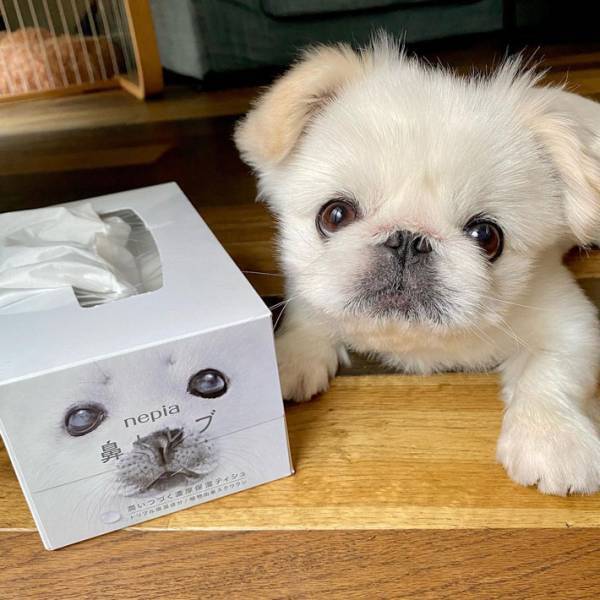 『鼻セレブ』のアザラシそっくりなペキニーズ　そんなわけが…と思いきや、本当だ！