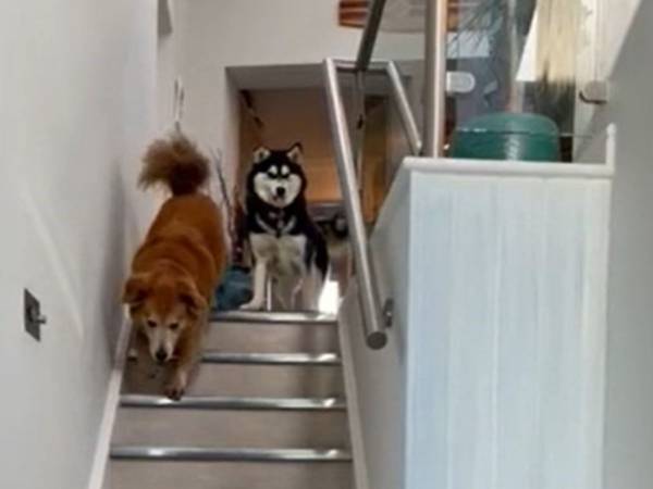 頑張ったね！　階段が怖い盲目の犬　『親友』が先に降りると…？
