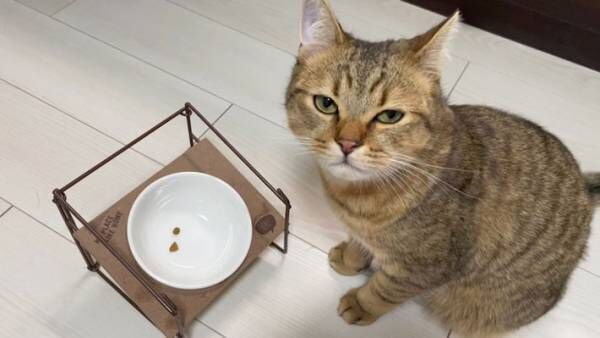 間違えて、ご飯２粒だけお皿にイン！　猫の表情に「恨んでらっしゃる…！」