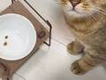 間違えて、ご飯２粒だけお皿にイン！　猫の表情に「恨んでらっしゃる…！」