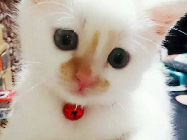 「本当に同じ猫か？」　飼い主が疑ったワケに、納得！