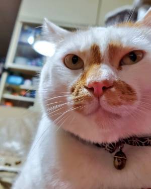 「本当に同じ猫か？」　飼い主が疑ったワケに、納得！