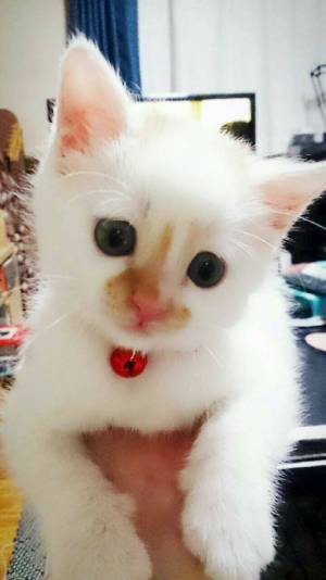 「本当に同じ猫か？」　飼い主が疑ったワケに、納得！