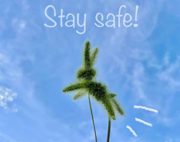 ３本の植物で作った『生き物』が？　「すごすぎる」「子供が好きそう」