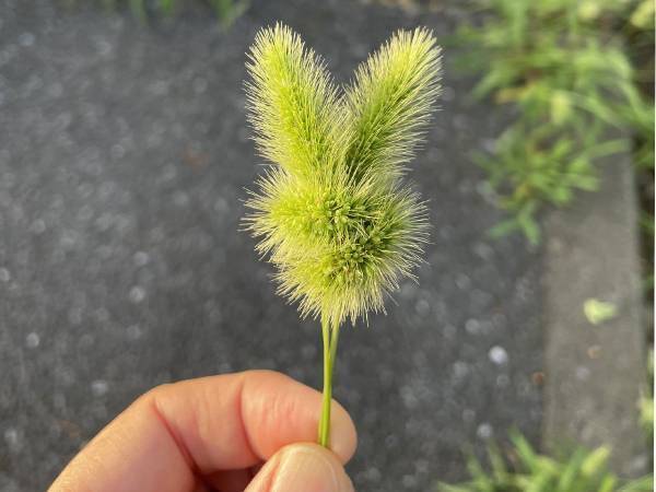 ３本の植物で作った『生き物』が？　「すごすぎる」「子供が好きそう」