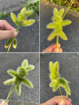 ３本の植物で作った『生き物』が？　「すごすぎる」「子供が好きそう」