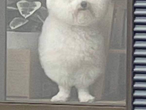 「新種の生き物だ」「妖精…？」　自宅を警備する、ペットの姿が…？