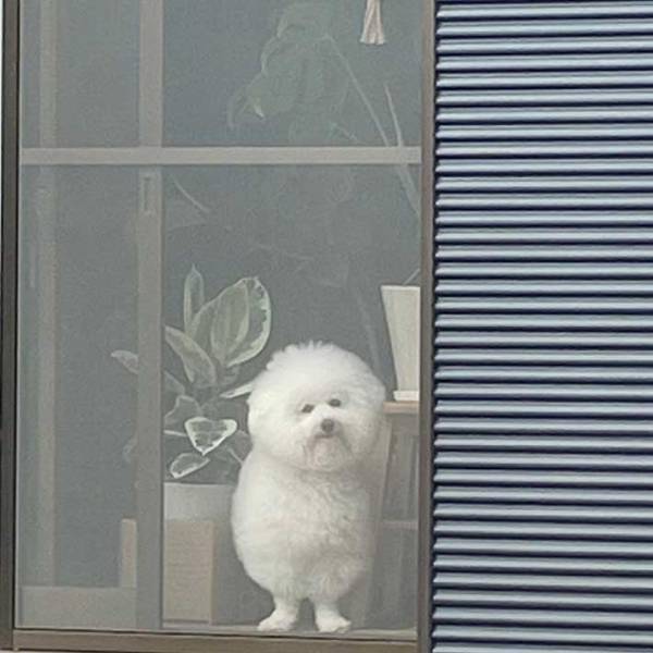 「新種の生き物だ」「妖精…？」　自宅を警備する、ペットの姿が…？