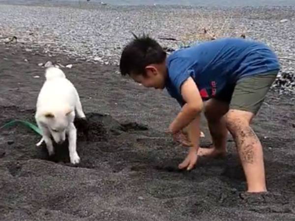 親「処理が大変でした」　砂浜で、柴犬と男の子が？