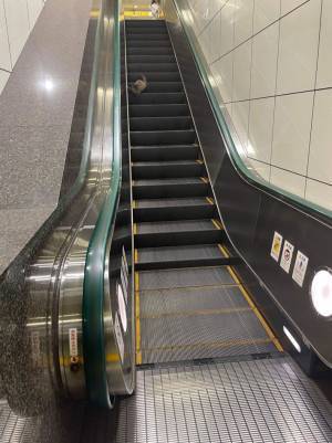 都心の駅で目にした野生動物に「出るんだ」「人間の文明に苦戦してる」